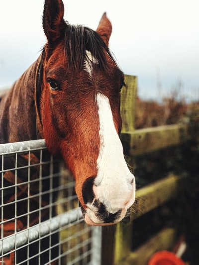 Brown and white horse close-up
